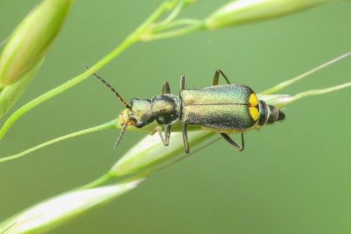 Réf. 261 585 : Clanoptilus elegans